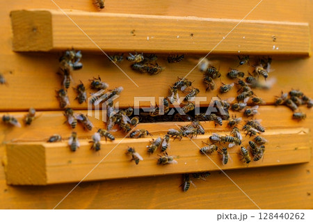 Honeybees clustered near beehive entrance, showcasing nature s industrious ecosystem. Honeybees clustered near beehive entrance, showcasing nature s industrious ecosystem. 128440262