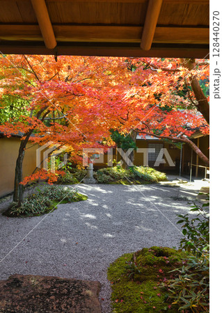 鎌倉 一条恵観山荘の美しい紅葉(神奈川県鎌倉市) 鎌倉 一条恵観山荘の美しい紅葉(神奈川県鎌倉市) 128440270