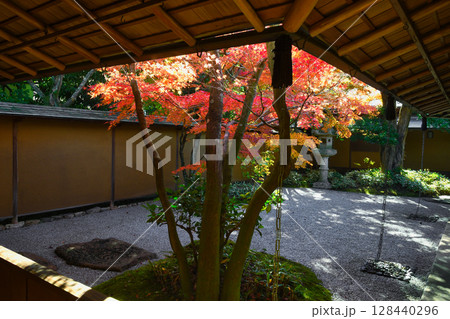 鎌倉 一条恵観山荘の美しい紅葉(神奈川県鎌倉市) 鎌倉 一条恵観山荘の美しい紅葉(神奈川県鎌倉市) 128440296