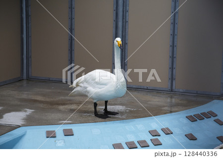 函館市函館公園動物施設　コハクチョウ 128440336
