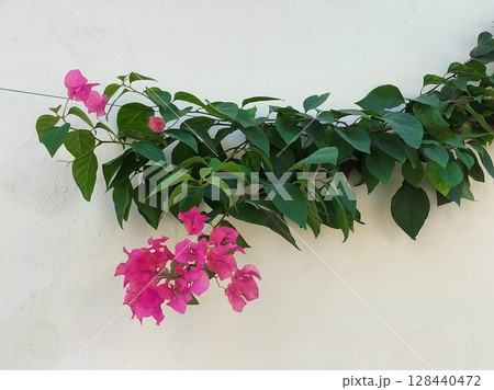 台湾宜蘭市で撮影のブーゲンビリア 台湾宜蘭市で撮影のブーゲンビリア 128440472