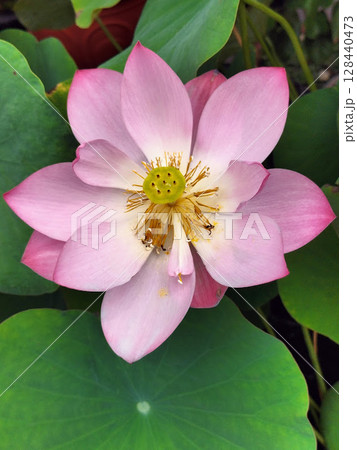 台湾宜蘭市で撮影のハスの花 台湾宜蘭市で撮影のハスの花 128440473