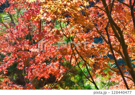 鎌倉 一条恵観山荘の美しい紅葉(神奈川県鎌倉市) 鎌倉 一条恵観山荘の美しい紅葉(神奈川県鎌倉市) 128440477