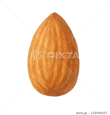 【ナッツ】アーモンドのイラスト 【ナッツ】アーモンドのイラスト 128440837