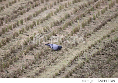 田んぼで落ち穂を食べている鳩 128441189
