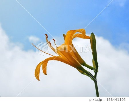 夏の雲とニッコウキスゲ（20250710094448） 128441193