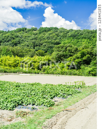 入道雲が浮かぶ夏のさつまいも畑の風景 農業 入道雲が浮かぶ夏のさつまいも畑の風景 農業 128441855