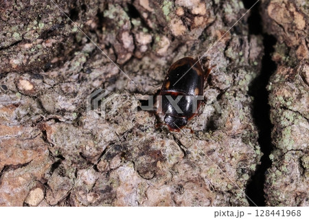 生き物　昆虫　ルイスコオニケシキスイ、大きさは三～四ミリ。前翅肩口の丸紋と下部の波形か環状の紋 128441968