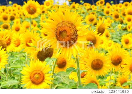ヒマワリ、ひまわり、向日葵 128441980