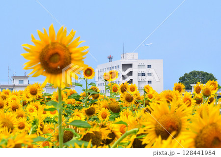 ヒマワリ、ひまわり、向日葵 ヒマワリ、ひまわり、向日葵 128441984