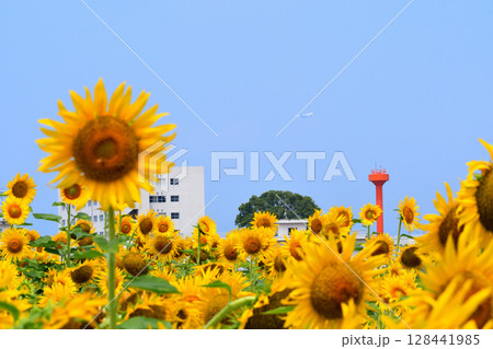 ヒマワリ、ひまわり、向日葵 128441985