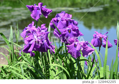 衆華の誉・花菖蒲 128442205