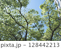 新緑の木々を見上げる 128442213
