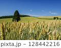 猛暑の中、順調に育つ小麦 ( 北海道 上富良野町 ) 128442216