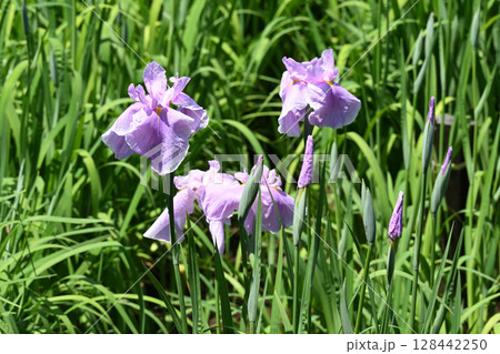安濃乙女・花菖蒲 128442250