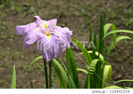 三夕の感・花菖蒲 三夕の感・花菖蒲 128442258