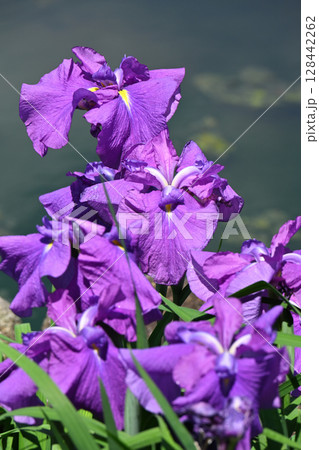 衆華の誉・花菖蒲 128442262