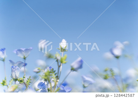青空に映えるネモフィラ② 128442587