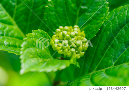 色づき前のアジサイ 128442607