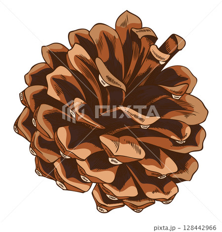 Pine cone sketch, brown fir cone botanical hand drawn vector illustration, natural coniferous fragrance, forest scent Pine cone sketch, brown fir cone botanical hand drawn vector illustration, natural coniferous fragrance, forest scent 128442966