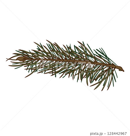 Pine tree branch sketch, vector hand drawn fir plant, cedar twig, Christmas wood, coniferous forest fragrance, spruce Pine tree branch sketch, vector hand drawn fir plant, cedar twig, Christmas wood, coniferous forest fragrance, spruce 128442967