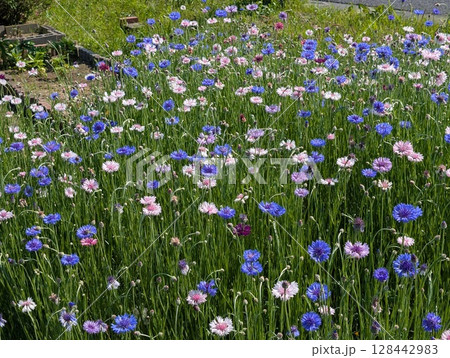 春の野原に咲くカラフルなヤグルマギクの花 春の野原に咲くカラフルなヤグルマギクの花 128442983