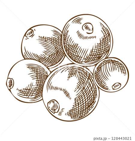 Mistletoe berries pile vector sketch, engraved hand drawn Holly berry species plant, ilex bunch, Mulled wine ingredient 128443021