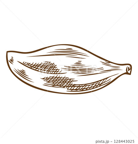 Thyme plant leaf engraved sketch, vector hand drawn fragrant herbal tea or condiment foliage, mulled wine ingredient 128443025