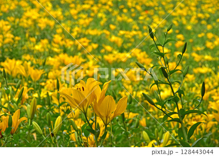 静岡県 可睡ゆりの園 一面のゆりの花 静岡県 可睡ゆりの園 一面のゆりの花 128443044