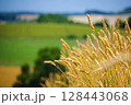 夏の陽射しに輝く麦の穂 ( 北海道 美瑛町) 128443068