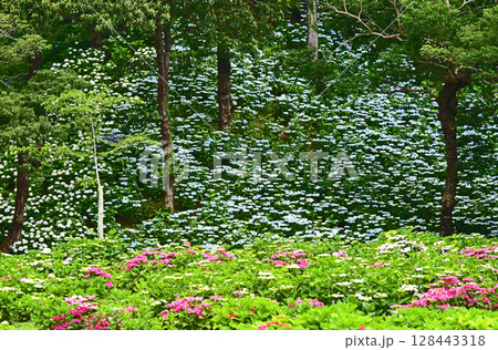静岡県　可睡ゆりの園　一面の紫陽花 128443318