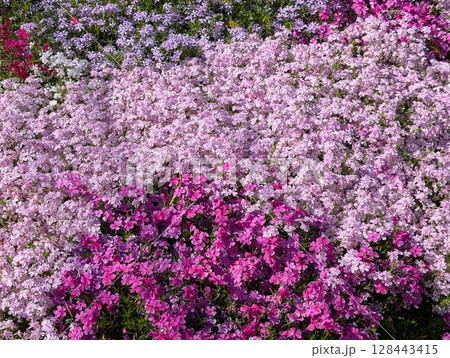 春の公園に咲くピンク色のシバザクラの花 128443415
