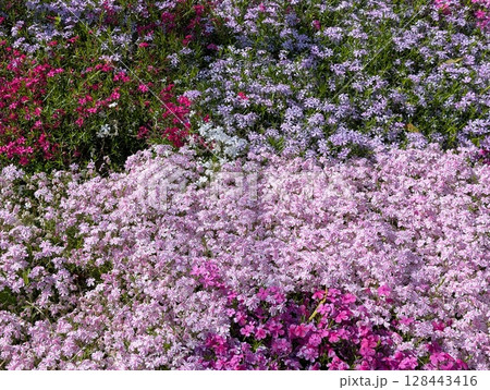 春の公園に咲くピンク色のシバザクラの花 128443416