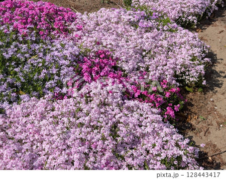 春の公園に咲くピンク色のシバザクラの花 128443417