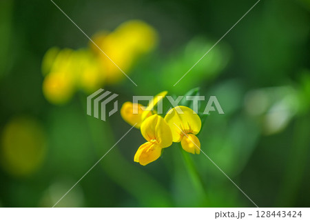 野の花セイヨウミヤコグサ 野の花セイヨウミヤコグサ 128443424