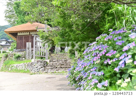 紫陽花の花咲く長楽寺の山門 128443713