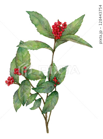 センリョウの水彩イラスト 128443754