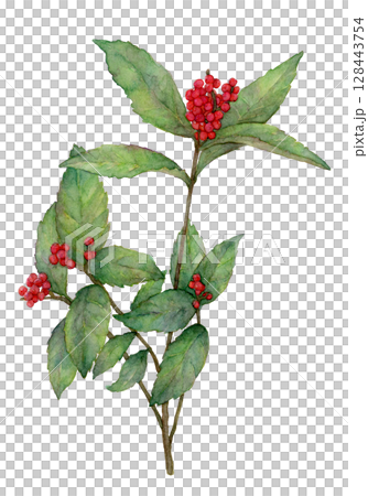 センリョウの水彩イラスト 128443754