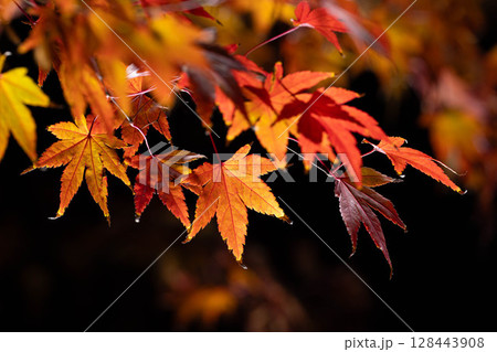 【紅葉素材】黒バックで撮影する紅葉したもみじの葉【長野県】 128443908