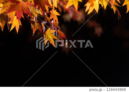 【紅葉素材】黒バックで撮影する紅葉したもみじの葉【長野県】 【紅葉素材】黒バックで撮影する紅葉したもみじの葉【長野県】 128443909