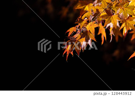 【紅葉素材】黒バックで撮影する紅葉したもみじの葉【長野県】 128443912