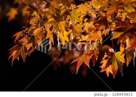 【紅葉素材】黒バックで撮影する紅葉したもみじの葉【長野県】 【紅葉素材】黒バックで撮影する紅葉したもみじの葉【長野県】 128443913