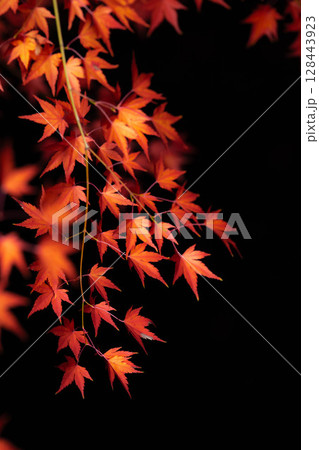 【紅葉素材】黒バックで撮影する紅葉したもみじの葉【長野県】 【紅葉素材】黒バックで撮影する紅葉したもみじの葉【長野県】 128443923