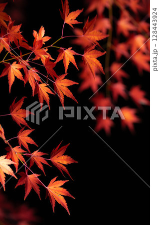 【紅葉素材】黒バックで撮影する紅葉したもみじの葉【長野県】 【紅葉素材】黒バックで撮影する紅葉したもみじの葉【長野県】 128443924