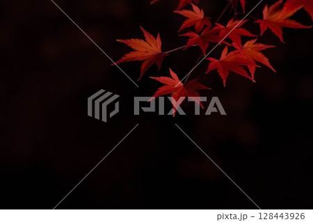 【紅葉素材】黒バックで撮影する紅葉したもみじの葉【長野県】 【紅葉素材】黒バックで撮影する紅葉したもみじの葉【長野県】 128443926
