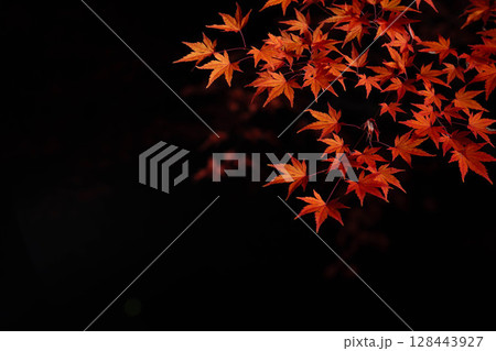 【紅葉素材】黒バックで撮影する紅葉したもみじの葉【長野県】 128443927