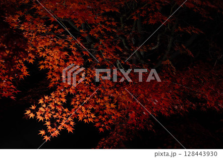 【紅葉素材】黒バックで撮影する紅葉したもみじの葉【長野県】 【紅葉素材】黒バックで撮影する紅葉したもみじの葉【長野県】 128443930