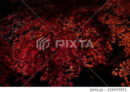 【紅葉素材】黒バックで撮影する紅葉したもみじの葉【長野県】 128443931