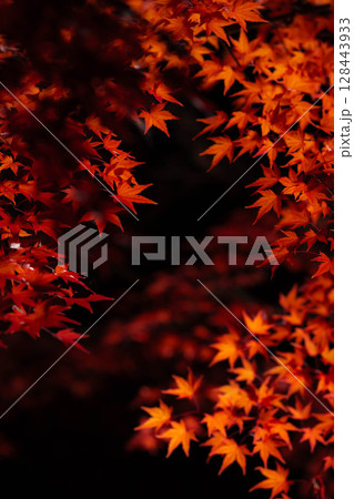 【紅葉素材】黒バックで撮影する紅葉したもみじの葉【長野県】 【紅葉素材】黒バックで撮影する紅葉したもみじの葉【長野県】 128443933