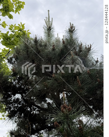 伸びた松 128444128